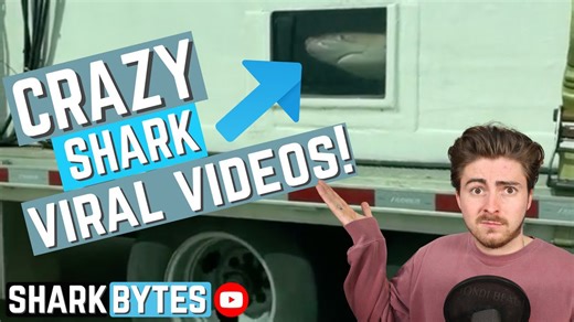 The wildest shark moments that blew up the internet