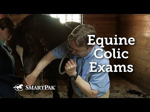 Equine Colic Exams