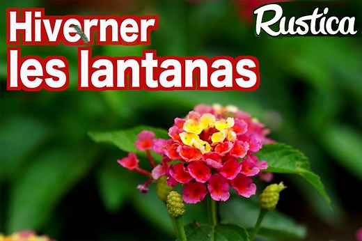 Hiverner le lantana : astuces pour protéger vos plantes en hiver