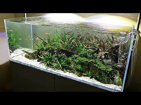 My Favourite Aquascape at Home - One Year Old!