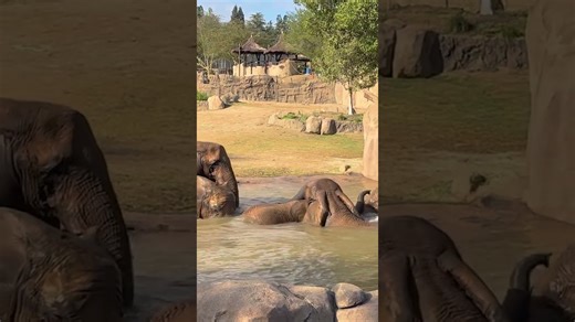 Elephants splash and play together in a refreshing pool