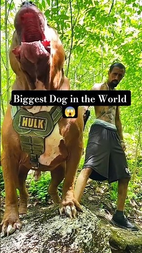 😨 Biggest Dog in the World #animalfacts #facts #wildlife