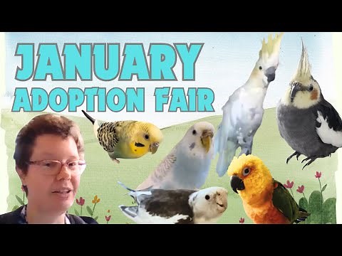 All these birds need a home! January 2024 Adoption Fair