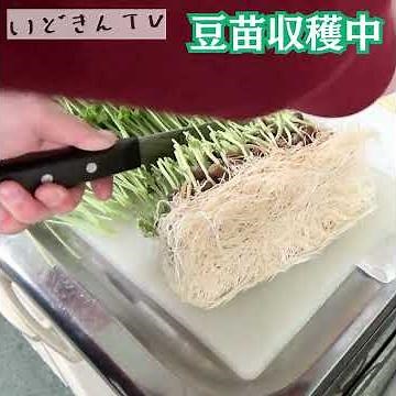 【豆苗の再生】豆苗は何度収穫できるのか試してみた【水耕栽培】 #豆苗 #水耕栽培 #リボベジ #再生野菜 #再収穫