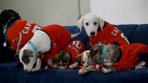 The turn of the year is almost here and so are 2026 #CapsCanines Calendars! Go behind-the-scenes of this season’s shoot, featuring our boys’ good boys and adorable adoptable pups, in support of Monumental Sports & Entertainment Foundation and Wolf Trap Animal Rescue. Get yours at WashCaps.com/CanineCalendars | Washington Capitals