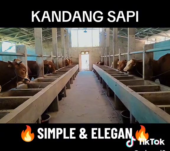 KANDANG SAPI MODERN NAN ELEGAN #kandangsapi #peternakindonesia #peternakmuda #hargasapi #edukasiternak #cow #cowboy #fyp #fypシ #duniapeternakan #peternakansapi #CapCutVelocity #CapCut