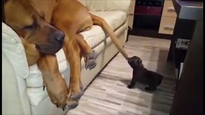 Puppies, puppies, and more puppies! 🐶 | Try Not to Laugh