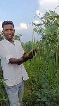 DDGL-45 hybrid (Cow pea) Dharti agro chemical Pvt.