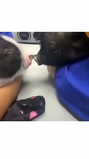 Love these little piggies! 💕🐷 #micropig #micropigs #minipig #minipigs #piglet #piglets #pig #pigs #babypig #babypigs #pigmom #pigmum