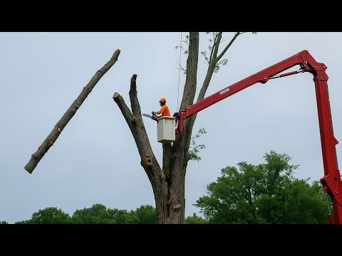 Client Wanted This Tree GONE... But it FOUGHT BACK!