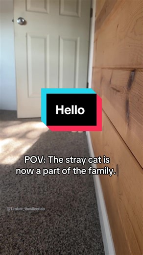 Nilla the Cat Joins the Family: A Heartwarming Story