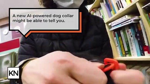 WATCH — Check out this collar that translates a dog’s barks