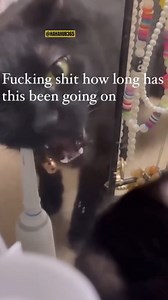 786K views · 49K reactions | Cat Funny Moments  #funnycat #funnycats #catsoftiktok #cattok #catslovers #catlife #funnyanimals #petsoftiktok #fyp #foryou #catlogic #crazycat #hahahub365 #funny #funnyvideos #funnyvideo #funnymemes #funnymoments #funnypets | ZoomieFun | Facebook