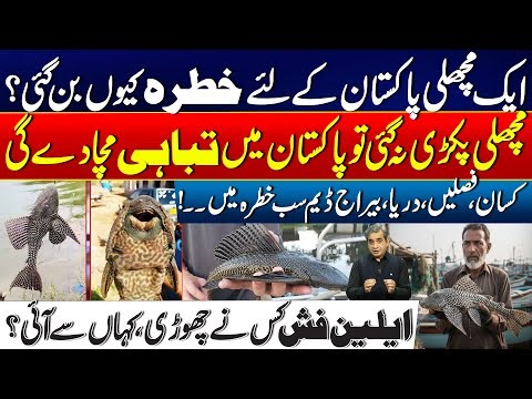 Alien Fish Threatens Pakistan: Crops, Rivers, and Dams in Danger! | 24 News HD