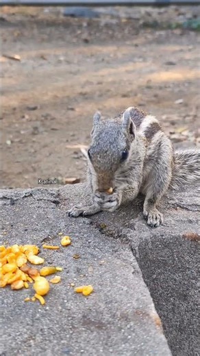 Adorable Squirrel Eating Food 🐿️ | Cute Wildlife Moment #shorts