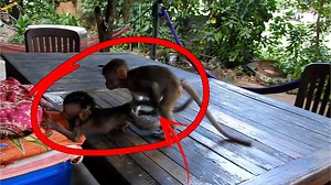 4.8K views · 98 reactions | Monkey Angel and Jody are enjoy playing with hammock so adorable | Monkey Family | Facebook
