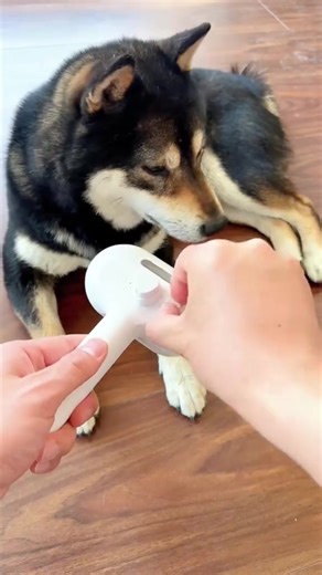 Ton chien laisse des poils partout dans la maison ? 😩🐶 Et si tu utilisais enfin un outil qui marche vraiment ? ✨ La brosse vapeur Pawnova transforme le toilettage en quelques minutes : ✔️ Attrape les poils morts ✔️ Nettoie le pelage ✔️ Calme ton chien pendant le brossage ✔️ Empêche les nœuds et les rougeurs 👉 Résultat : un chien propre, un pelage brillant et un intérieur sans poils 😍 🎁 -10% avec le code : PAWNOVA7 🚚 Livraison offerte 🛒 Lien en bio #pawnova #chien #brossechien #dogtok #toi