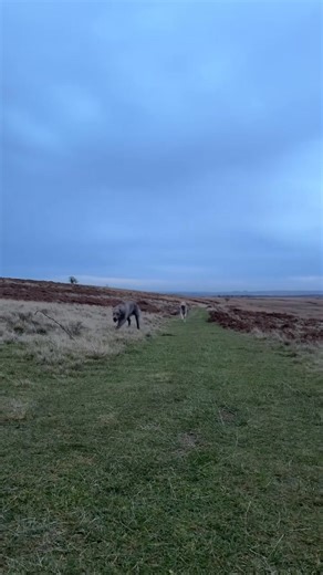 8.6K views · 634 reactions | Fun on our walk 殺 | Irish Wolfhound Club | Facebook