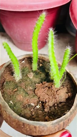 Growth of Dragon