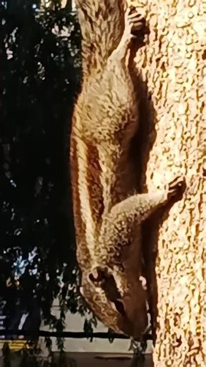 # holding of a tree