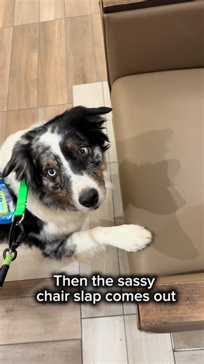 Service Dog Adventures: Overcoming Challenges