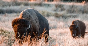 Voici pourquoi il ne faut jamais s'approcher de bisons sauvages