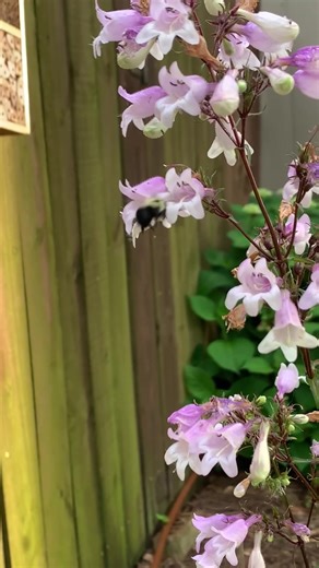 Its almost like they are made for each other… Because they are! Native insects and plants share a symbiotic relationship. This means they both benefit from eachother! #nativeplanttok #nativeplants #nativewildlife #campcreeknativeplants #fyp #fypシ #penstemon #bumblebee #nativeflower #wildflower