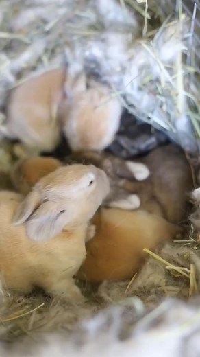 Look who is starting to open their eyes! Baby rabbits, or kits, usually open the #diy #story #spinning #foryou #facebookreels #combing #trending #shearing #teaching #farm #scouring #SundayMotivation #reelusa #lifeexperience #fypシ #reels #sheep #viralvideo #trend | Elizabeth Evans | Facebook