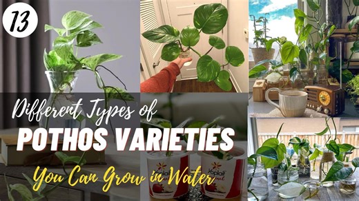 13 Different Types of Pothos Varieties You Can Grow in Water ¦ Best Money Plant Varieties