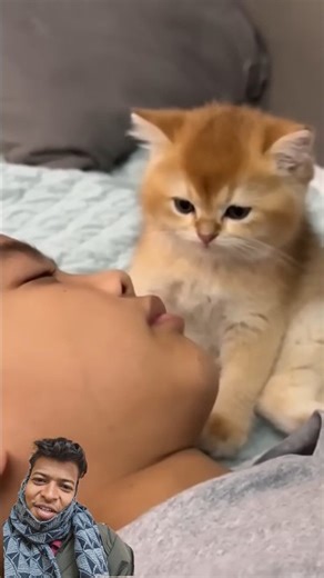 The kitten is guarding me when I fall asleep! So cute and funny. (Click to watch the full version)