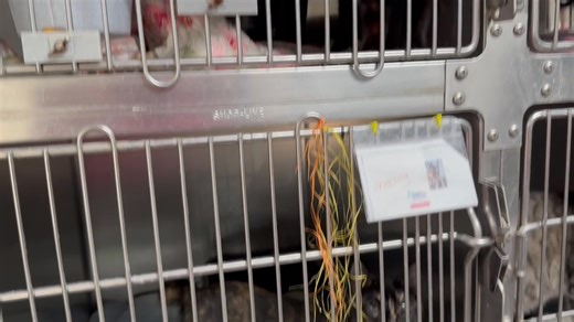 2.7K views · 25 reactions | Please check out the kitty room at the Tifton Tift County Animal Shelter. Please spay and neuter. | FUN Channel America | Facebook