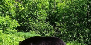 2025 Bear Hunting Season Opens Sept. 3