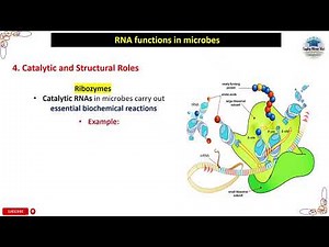 Catalytic and Structural Roles | RNA function in microbes #rna #genetics #microbiology