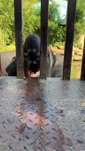 The magical elephant trunk sucks more steadily than vacuuming Dragon Dream | Mischievous Elephant