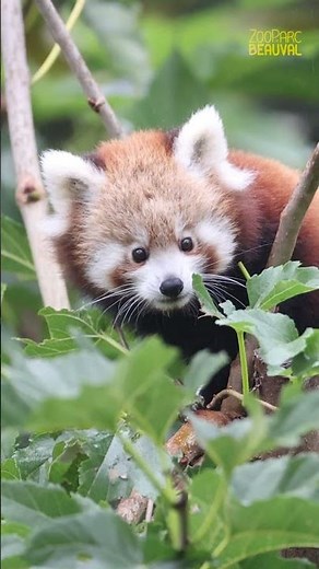 Mushu et Aksou : les bébés pandas roux