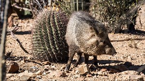 Javelina attacks man while on walk in Oro Valley