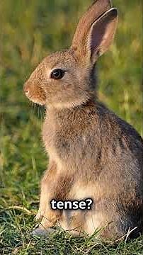 How Rabbits Communicate: Body Language Explained!