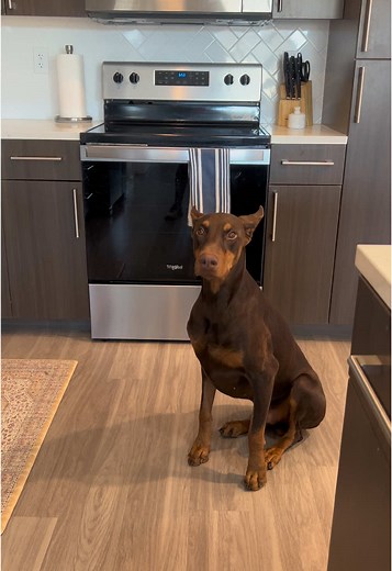 Tito the Doberman on TikTok