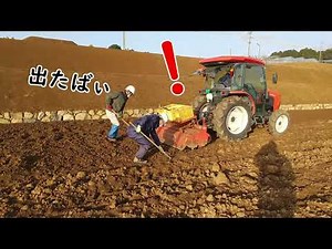 畑の仕上げに石を取り除いて泥を砕くけど、石と草を無くすとは難しかばぃ Work to remove stones in the field