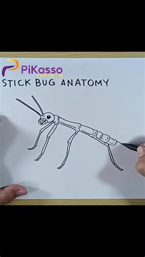 How to Draw Walking Stick Bug in Less Than One Minutes
