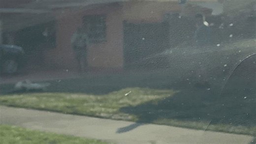 'Only in Miami': Alligator wrangled in Florida neighborhood