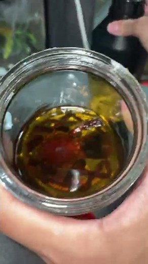 Cleaning a DEAD TARANTULA wet specimen 💀 #shorts