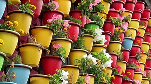 Container Gardening with Flowers
