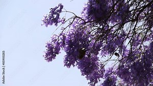 Jacaranda Tree at full bloom in Southern California streets