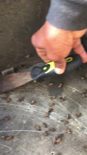 Busy Worker Bees 🐝 | Cleaning, Feeding & Honey Making