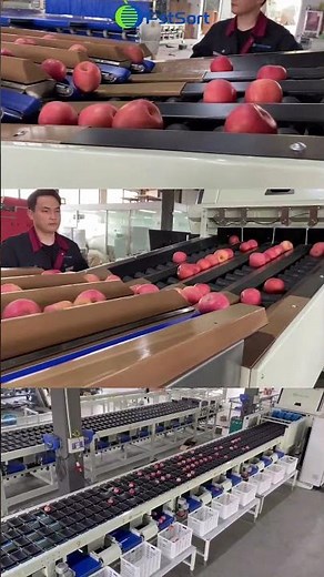 🔥🔥🔥Automatic apple optical sorting grading machine fruit color sorter grade avocado processing line