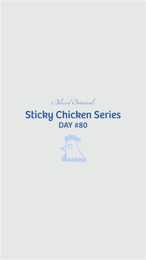 Blessed Botanicals on Instagram: "Day 80 = +80 chickens on the ceiling tile! How many do you think it will take before it collapses? Sticky Chicken Series Rules: • We’re throwing more sticky chickens on the ceiling every day until it collapses. • When it falls, we’ll give away a Blessed Botanicals gift certificate equal to the number of chickens it took (1 chicken = $1). • Comment your guess on any video — if you hit the number, you’ll be entered for a chance to win. #StickyChickenChallenge #Ble