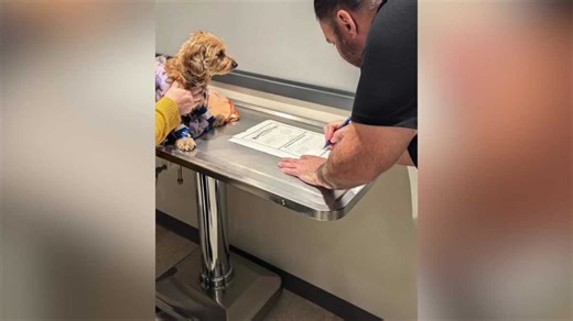 Couple ties the knot at vet with terminally ill dog as their witness