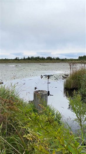 Swamp hunting #nature #wildlife #outdoors #hunting #waterfowl #birds #duck #goose #fun #decoys #fun