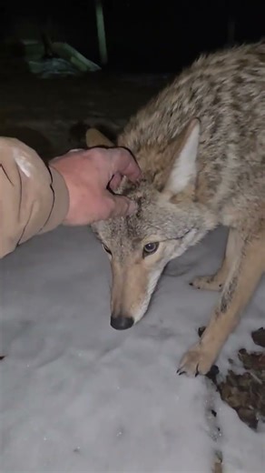 Snow Puppy! 🐺 #weavethecoyote #coyote #cute #animals #animal #nature #wildlife #friends #love #life